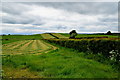 Grass crop, Mountjoy Forest East Division