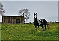 SK2064 : Horse and stable north of Moor Lane, Youlgreave by Neil Theasby