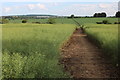 TQ6591 : Path through a field in Little Burstead by David Howard