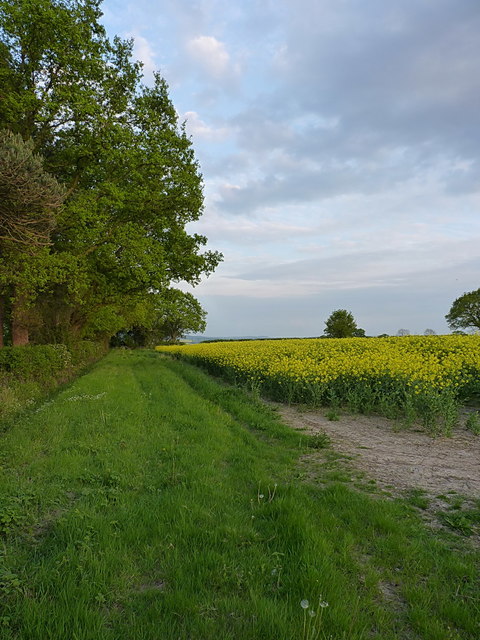 Oilseed rape and a grass headland © Richard Law cc-by-sa/2.0 ...