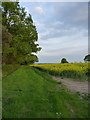 Oilseed rape and a grass headland