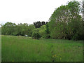 TQ6893 : Meadow near Kennel Lane, South Green by Roger Jones