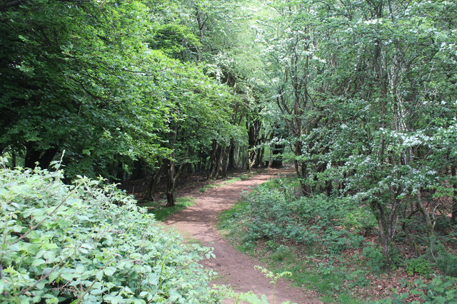 Path in Coed Cefn-onn