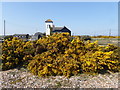 Gorse at Dungeness