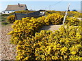 Gorse at Dungeness