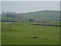 Sheep pasture by the Old Military Road