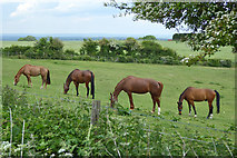 TQ2913 : Four horses by Robin Webster