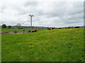 Cattle grazing near pond, Gwersyllt