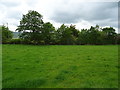 Grazing off Wrexham Road (A550)