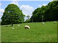 Pasture, Ramsbury