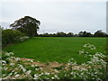 Grazing and hedgerow, Shotwick