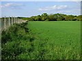 Farmland, Chalgrove