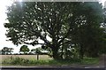 Tree on Ongar Road, Kelvedon Hatch