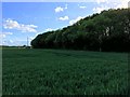 Telephone mast by the woodland