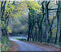 Porlock Toll Road hairpin bend