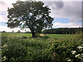 Tree in Field off Snapewood Lane