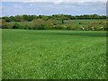 Farmland, Dalton-on-Tees