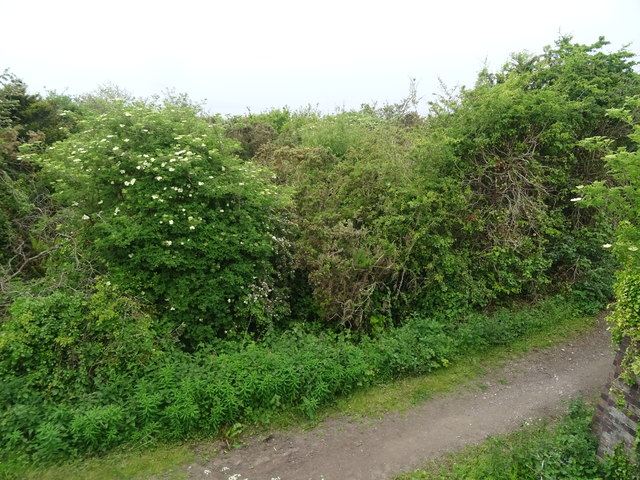 Woodland, Cubbins Green © JThomas :: Geograph Britain and Ireland