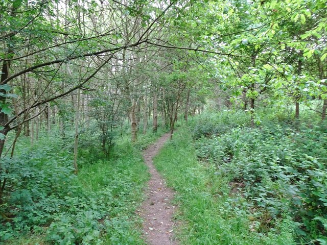 Valley Woodland © Gordon Griffiths :: Geograph Britain and Ireland