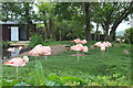 Chilean flamingos