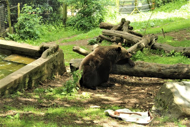 Brown bear (Ursus arctos) at the Welsh... © Richard Hoare :: Geograph ...