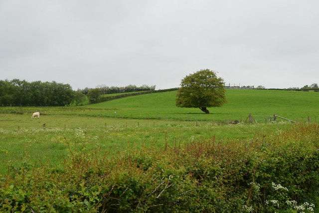 Tree, Letfern © Kenneth Allen cc-by-sa/2.0 :: Geograph Britain and Ireland