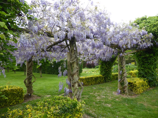 Wisteria at The Gardens Yalding © Marathon :: Geograph Britain and Ireland