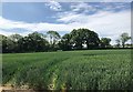 Fields beside Wellhouse Lane