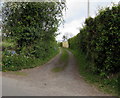 Hedge-lined lane in the east of Llangrove, Herefordshire