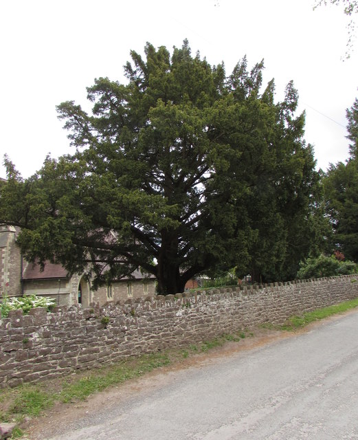 Tree at the edge of the village churchyard, Llangrove, Herefordshire 