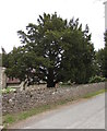 Tree at the edge of the village churchyard, Llangrove, Herefordshire 