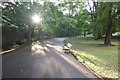 Path in Endcliffe Park