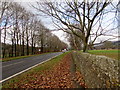 Carpet of dead leaves on a Glangrwyney pavement, Powys