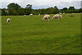 Sheep in field at Bay