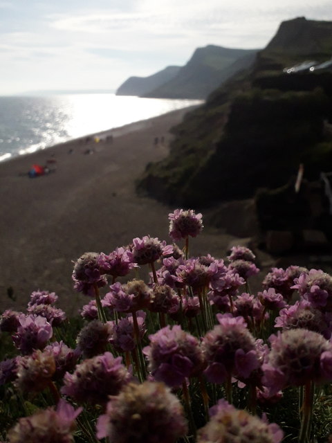 Eype: sea pink on the cliff edge