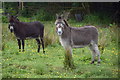 Donkeys, Corkhill