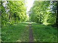 Footpath on the right bank of the river Taff