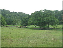 NM9433 : Pasture with trees at Culnadalloch by M J Richardson