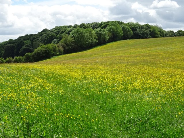 A field of buttercups by Philip Halling