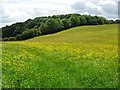 A field of buttercups