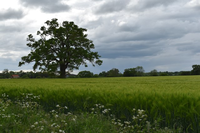 Barley field and lone oak tree