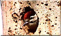 ST8181 : Greater Spotted Woodpecker, nr Badminton, Gloucestershire 1992 by Ray Bird