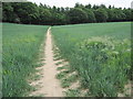 Footpath to Chawton Park Wood