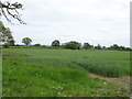 Crop field near Whitegates Farm
