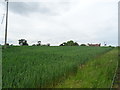 SJ6236 : Cereal crop near Oldfields Farm by JThomas