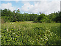 Looking towards hidden River Wissey