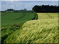 NZ3303 : Farmland, Birkby by Andrew Smith
