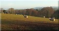 Sheep, Dunchideock