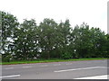 Trees beside the A53, Market Drayton