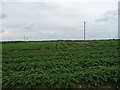 Potato field off the B5415